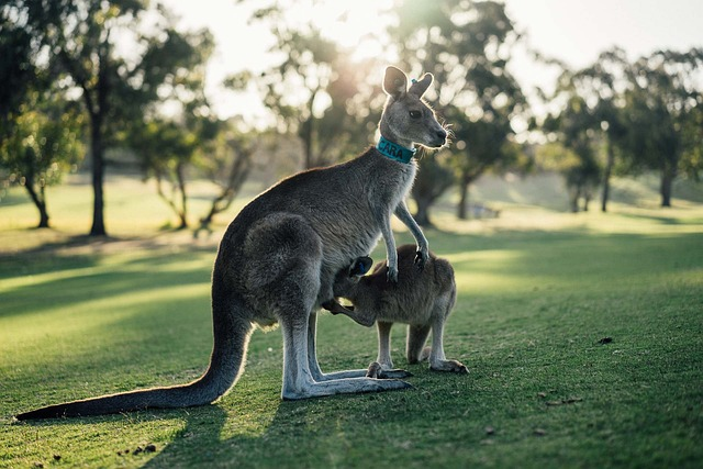 Why is a Mother Kangaroo Unhappy when it rains