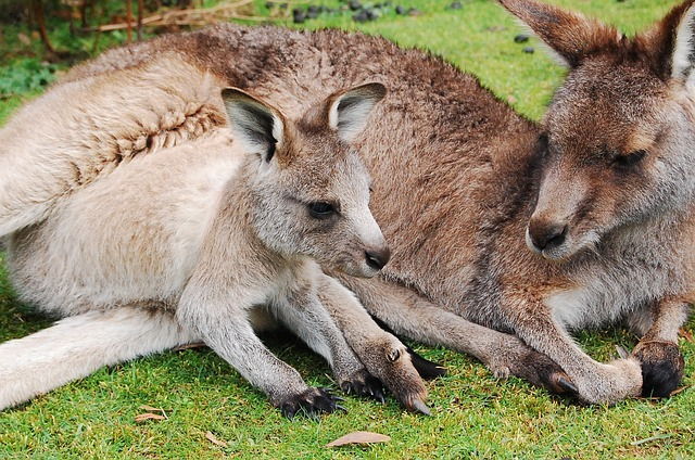 Why is a Mother Kangaroo Unhappy when it rains