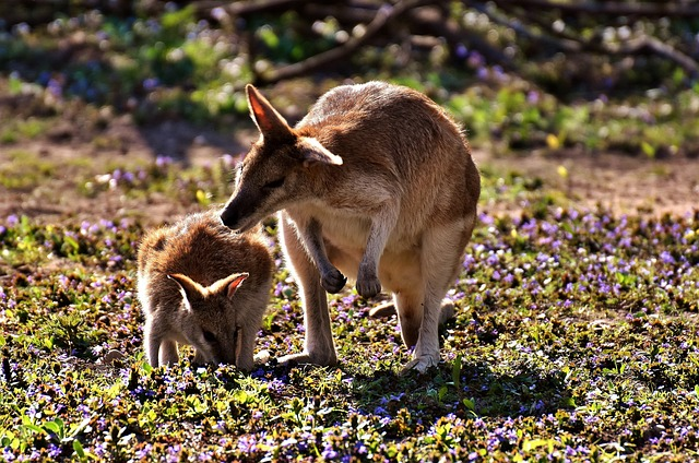 Why is a Mother Kangaroo Unhappy when it rains